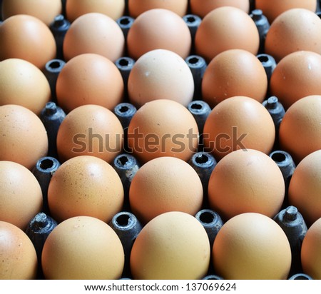 Egg in Black Plastic Tray