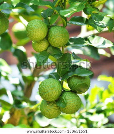Bergamot on Tree Bergamot on Tree