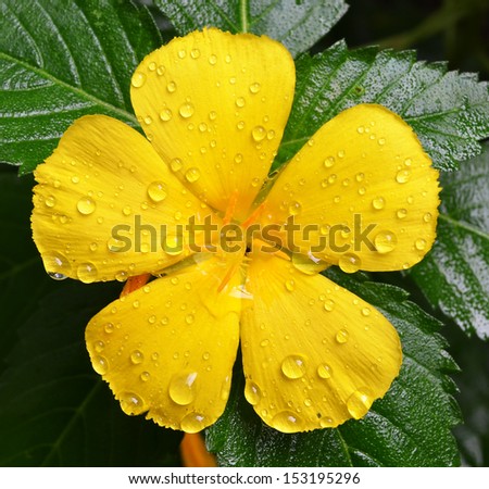 Close up of drops of water on yellow flower petal