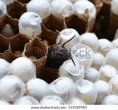 Paper wasp larvae in a nest
