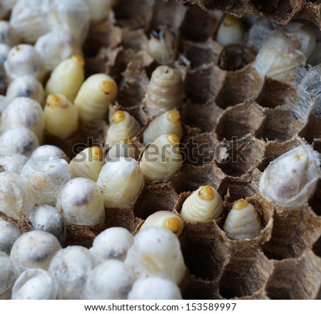 Paper wasp larvae in a nest
