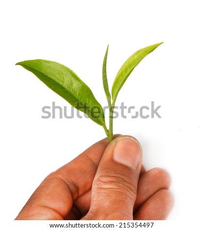 hand holding green tea leaf isolated on white background