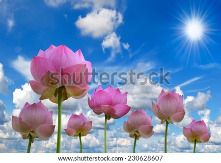 pink lotus and sun light in blue sky background