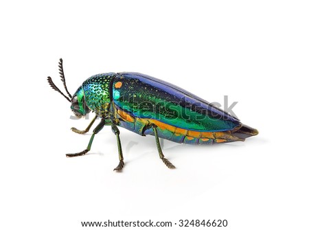 metallic wood-boring beetle  isolated on white background.