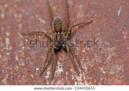 Small wolf spider