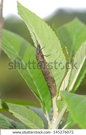 Big alderfly from North Vietnam