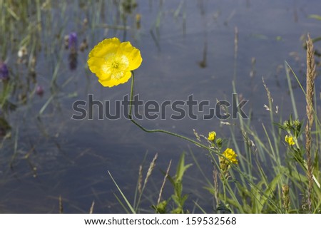 Poppy flower above water