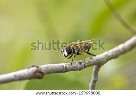 Hover fly sitting on a branch