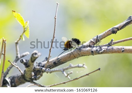 Bee fly on tree branch