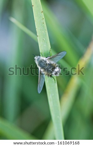 Bee fly sitting on grass
