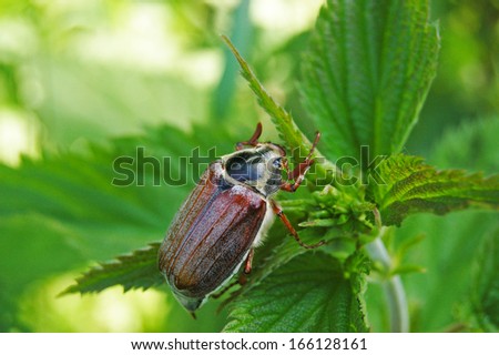 May beetle sitting on plant