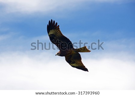 Hunting bird in the sky
