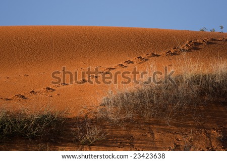 Kalahari+desert+animals