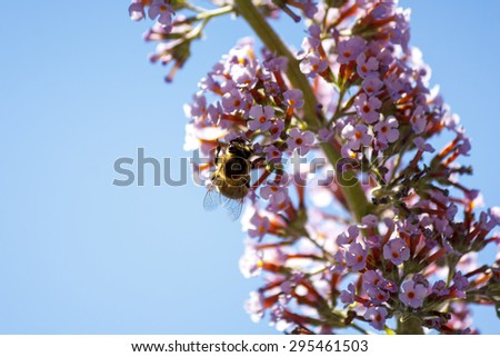 Pollinating bee on lilac flowers and chestnut flower. Flying from flower to flower. Macro world around us in our gardens.