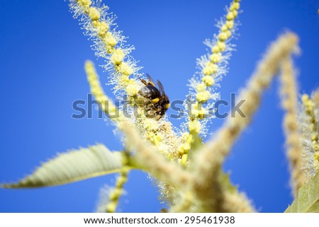 Pollinating bee on lilac flowers and chestnut flower. Flying from flower to flower. Macro world around us in our gardens.