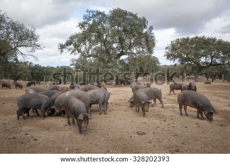 Iberian pig in the meadow of Extremadura. Herd of piggy paw black. Holm oak and Iberian pigs raised on acorns.