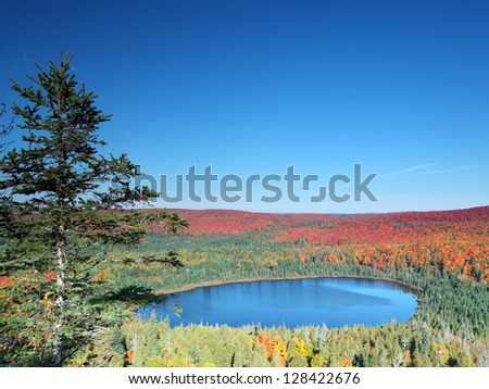 Maple forest at fall season on the Lake Superior north shore in Minnesota