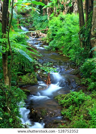 Lush green tropical rain forest in Hawaii