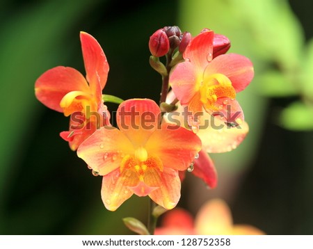 Orchid macro on the island of Hawaii