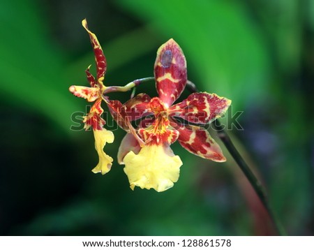 Orchid macro on the island of Hawaii