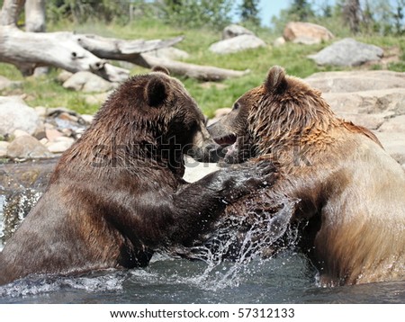 Two brown bears fighting in the water