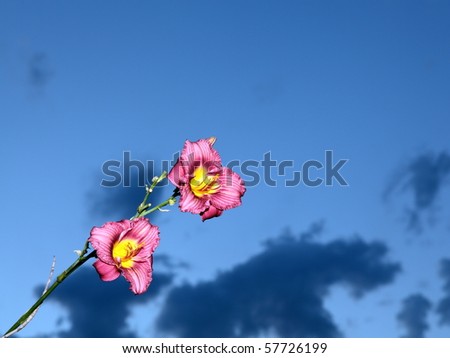 Background with flower and sky at dusk