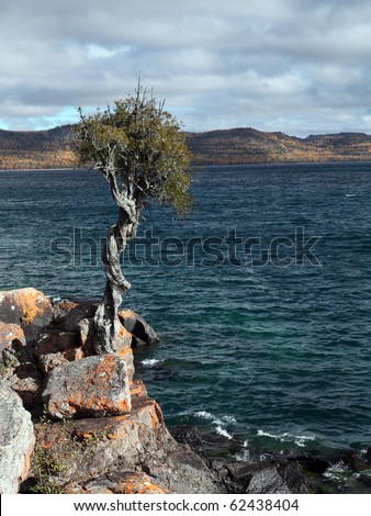 Witch tree; White cedar tree clinging to rocky shoreline Lake Superior, Minnesota, USA