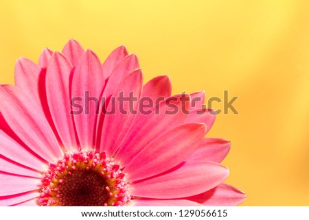 Pink gerbera daisy flower on a solid yellow background