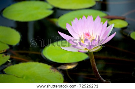 pink flower, lily pad flower, hawaii flower, purple flower on lily pad