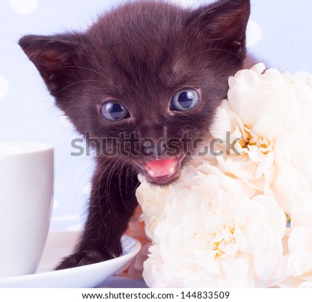 cute black kitten with blue background and rose