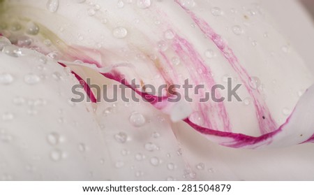 White peony in drops of dew, close-up