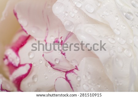 White peony in drops of dew, close-up