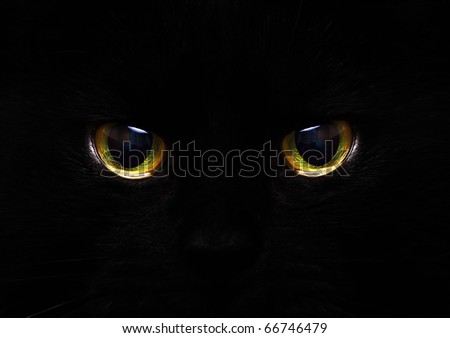 cat\'s eyes glowing in the dark