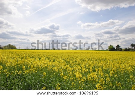Blooming canola field with trees in the background