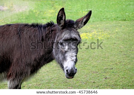 Donkey on a green grass background
