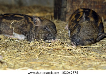Two sweetly sleeping pig in the straw.