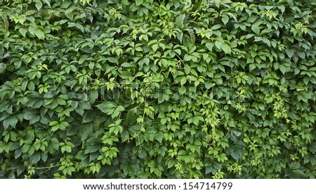 green leaf background,clambering plant