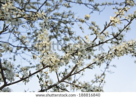cherry plum blossom branch on blue sky background
