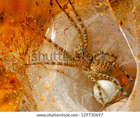 Closeup of spider and her eggs in a hole