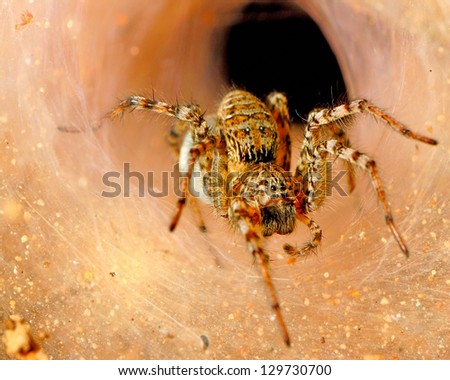 Spider and her eggs in a hole