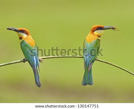 For our chicks with bees of Chestnut-headed Bee-eater (Merops leschenaulti) on a branch in green nature background
