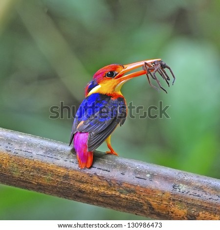 Multicolored Kingfisher, female Black-backed Kingfisher (Ceyx erithacus) with spider for its chicks