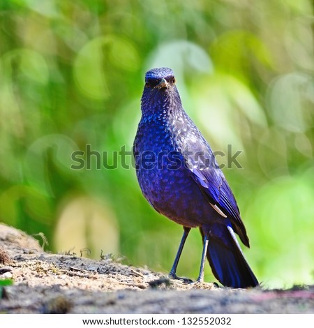 Blue bird, Blue Whistling-Thrush (Mophonus caeruleus), standing on the ground, breast profile