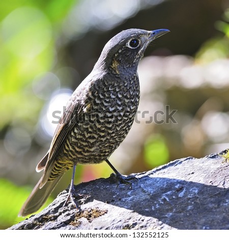 Beautiful bird, female Chestnut-bellied Rock-Thrush, standing on the rock, breast profile