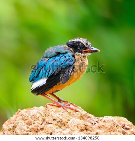 Colorful Pitta bird, juvenile Blue-winged Pitta (Pitta moluccensis), side profile, standing on the ground