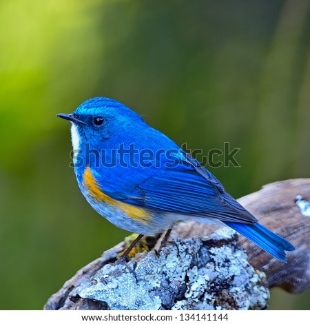 Colorful blue bird, male Himalayan Bluetail (Tarsiger rufilatus), side profile, standing on the log, taken in Thailand