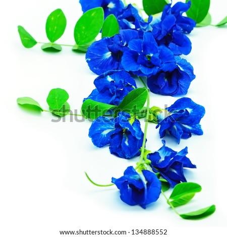 Colorful blue flower, Butterfly Pea, Pigeon Wings, Blue Pea, isolated on a white background