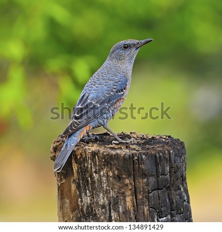 Beautiful blue bird, male Blue Rock-Thrush (Monticola solitarius) standing on the rock in mating plumage, back profile