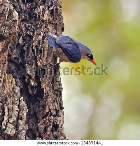 Beautiful bird, female Velvet-fronted Nuthatch (Sitta frontallis), standing on the dead tree