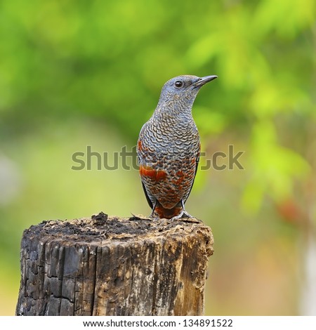 Beautiful blue bird, male Blue Rock-Thrush (Monticola solitarius) standing on the log in mating plumage, breast profile